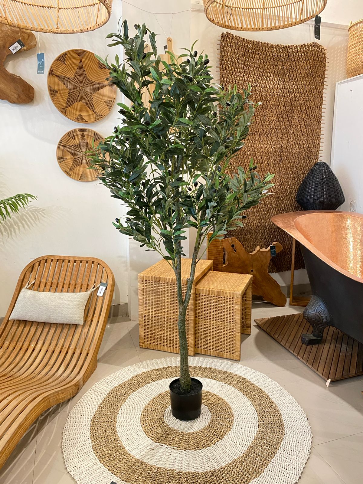 OLIVE PLANT TREE