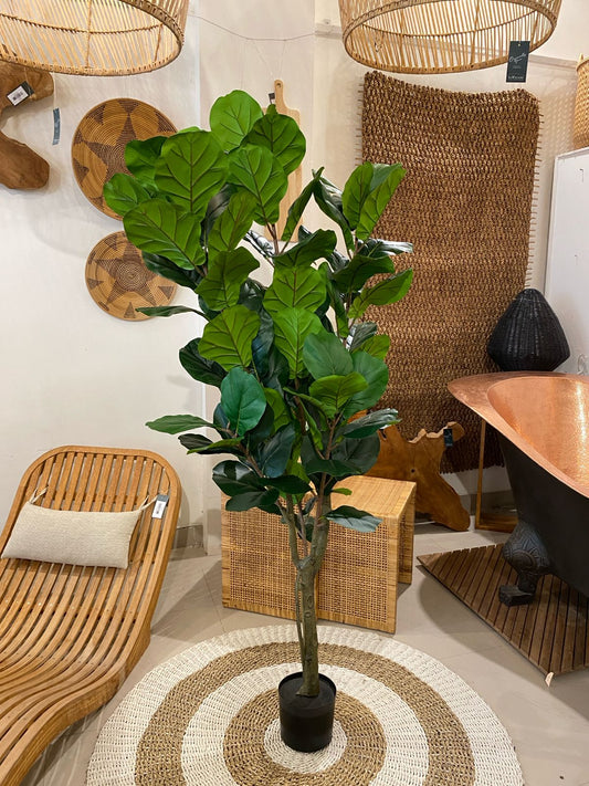 FICUS PLANT TREE