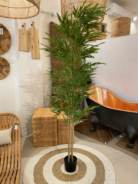 JAPANESE BAMBOO PLANT