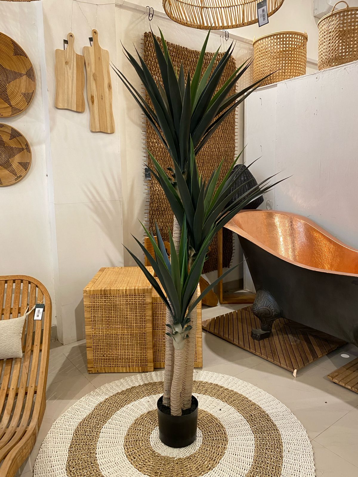 YUCCA TREE