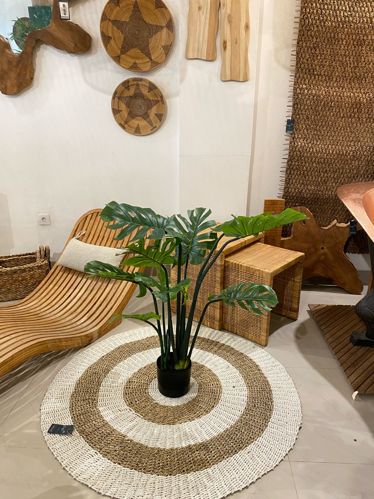 MONSTERA PLANT